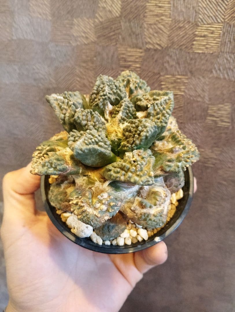 \"特選 特大\" 亀甲牡丹 ゴジラ 古株