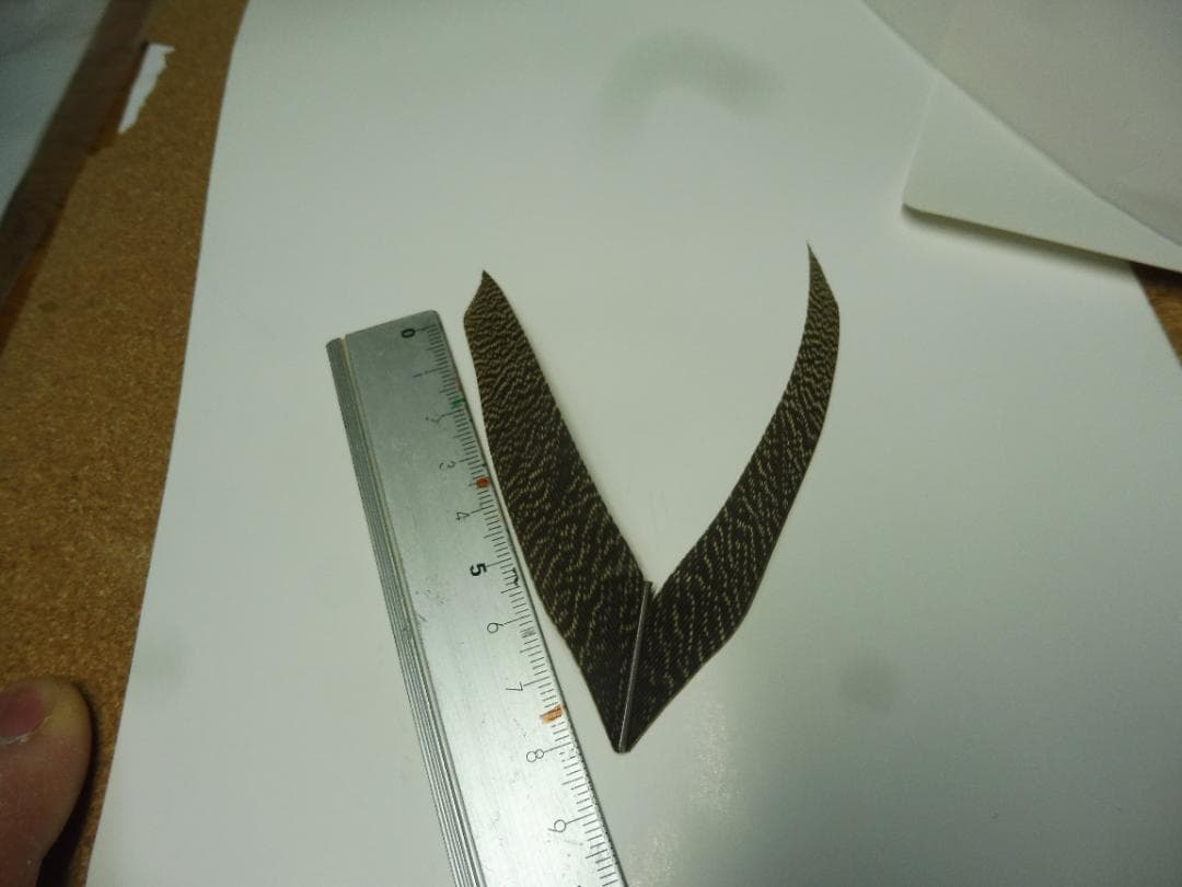 スペックルドバスタード SPECKLED (KORI)BUSTARD