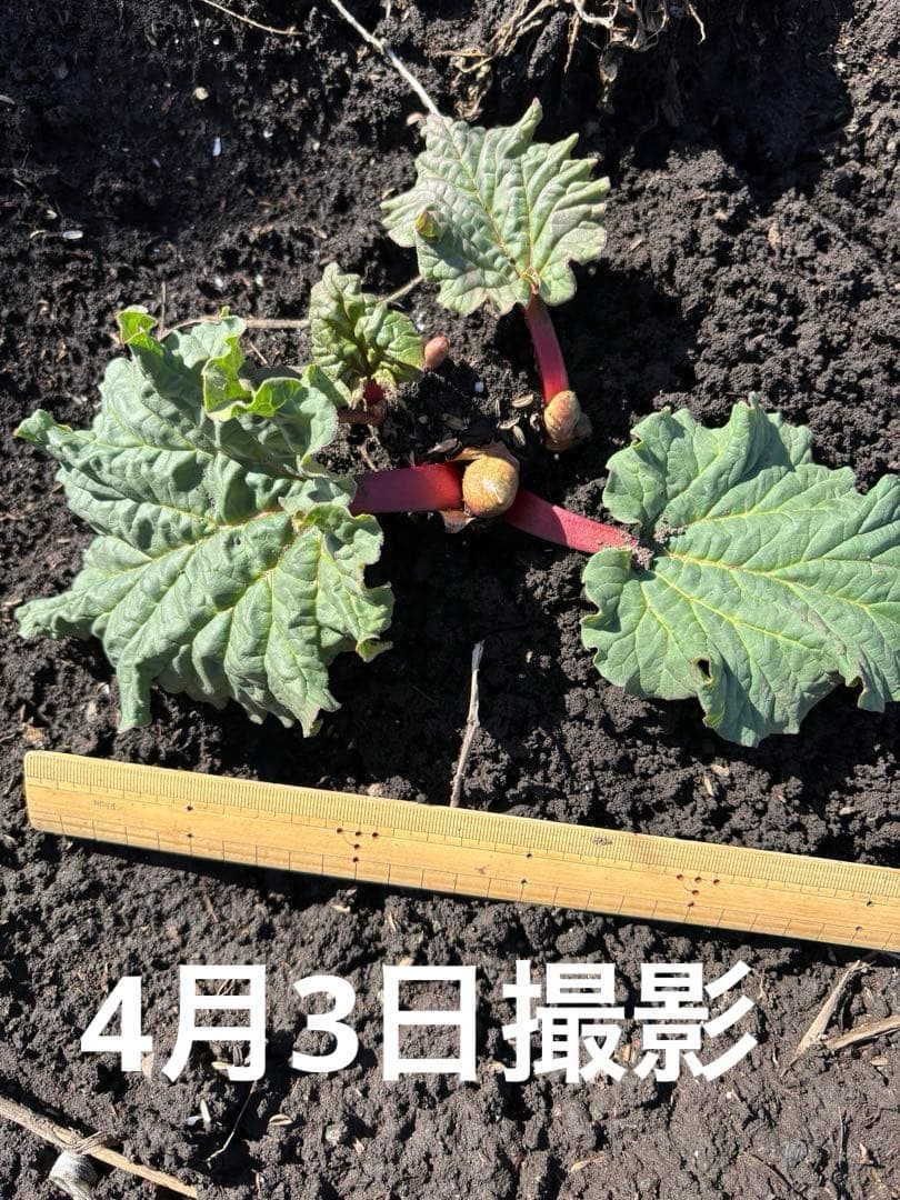 長野県産農薬不使用　真っ赤なルバーブ　大きな株苗