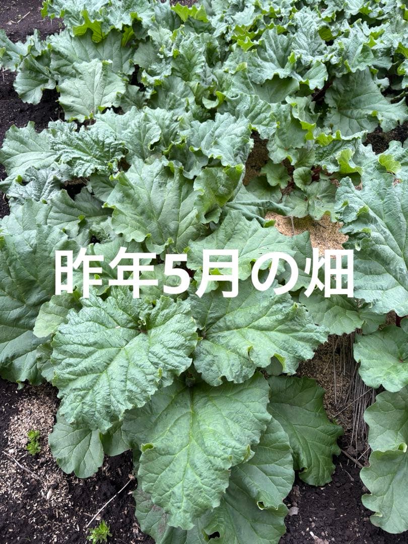 長野県産農薬不使用　真っ赤なルバーブ　大きな株苗