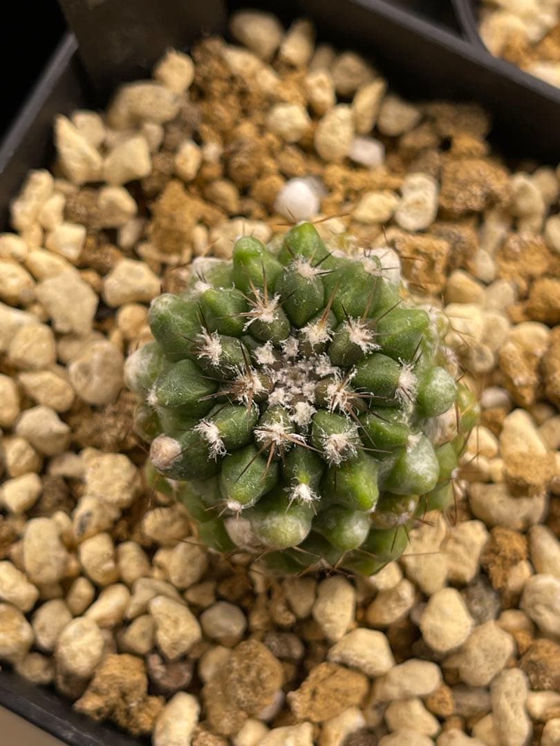 EMP コピアポア （孤竜丸×カルデラナ）× 黒王丸 実生 / CT767