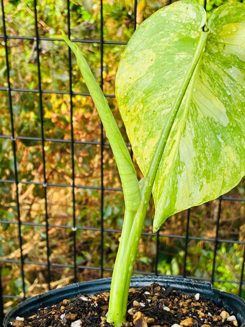 超絶希少❗️【美班】 モンステラ　イエローマリリン　デリシオーサ　黄斑モンステラ