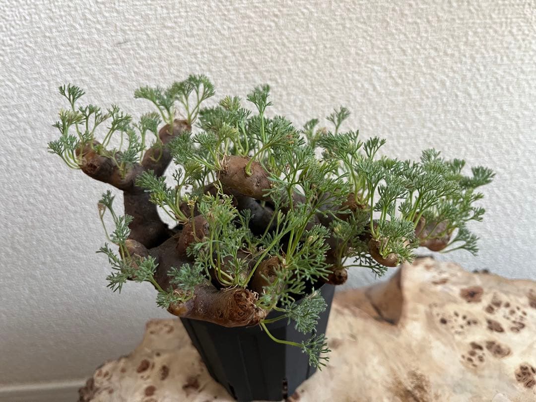 モンソニア ムルチフィダ　サルコカウロン ムルチフィズム　発根済　現地株