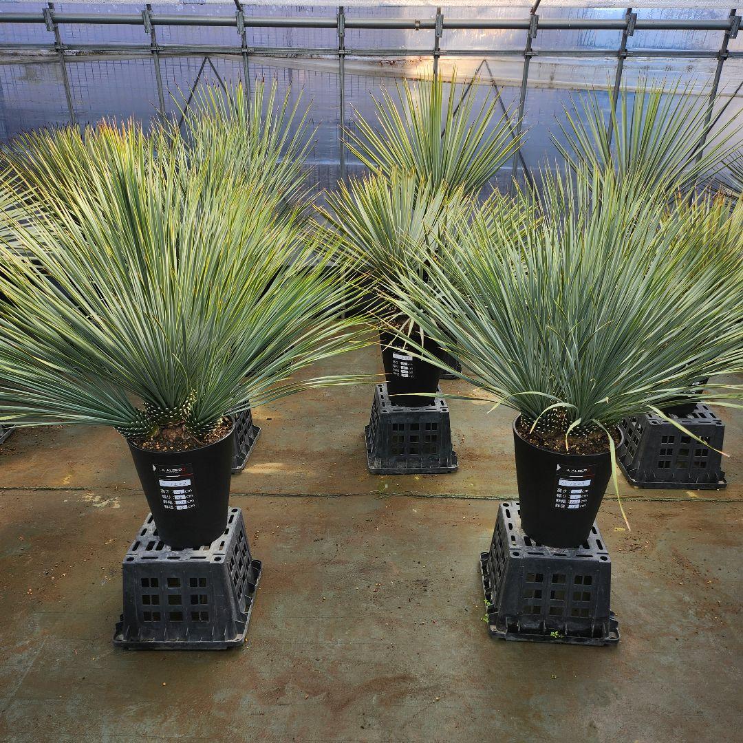 【AL1202】ユッカ　ロストラータ　ランチョブルー（品種名）４ヘッド