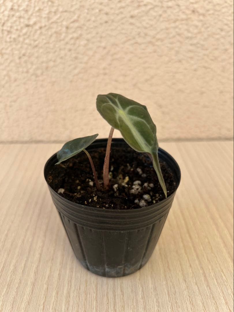 Alocasia Venom アロカシアヴェノム