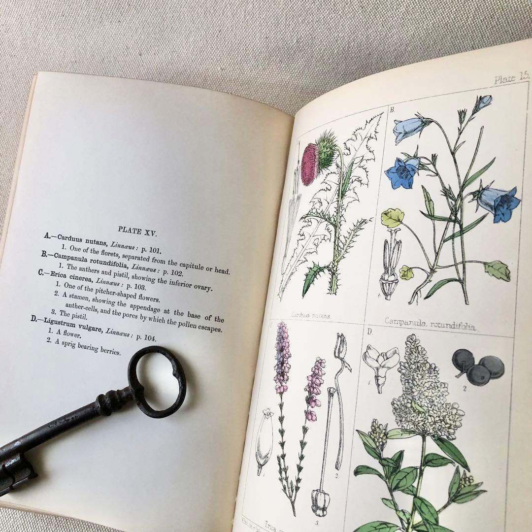 1867年！超希少　手彩色　英国ヴィクトリア時代のアンティーク植物図鑑