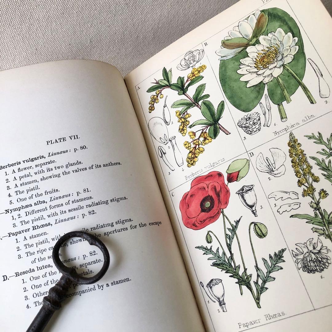 1867年！超希少　手彩色　英国ヴィクトリア時代のアンティーク植物図鑑