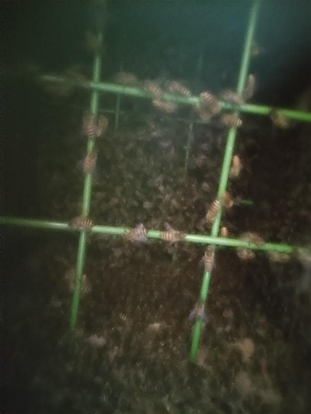 キンリョウヘン➕日本蜜蜂 重箱式巣箱4段➕スノコ➕誘引液