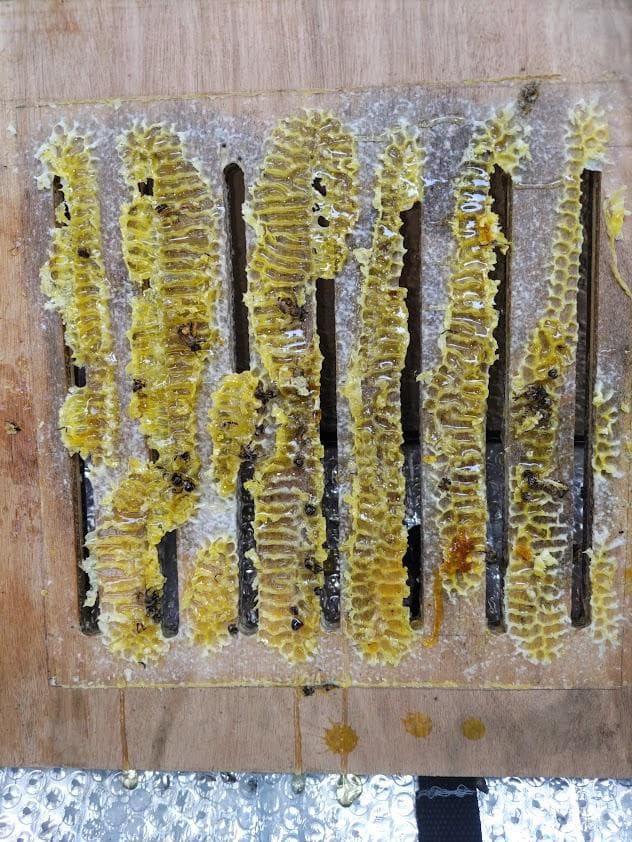 キンリョウヘン➕日本蜜蜂 重箱式巣箱4段➕スノコ➕誘引液