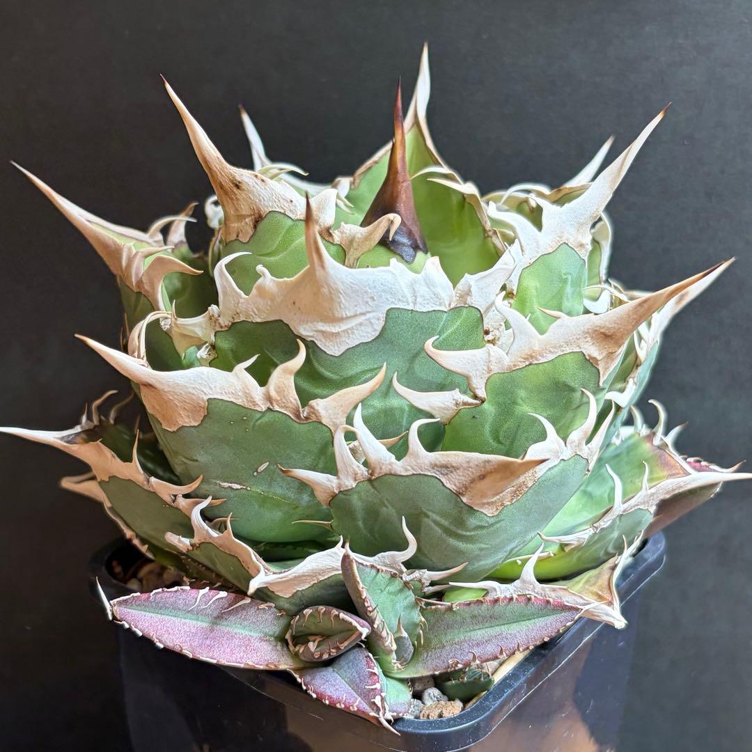 アガベ Agave / OAXACA