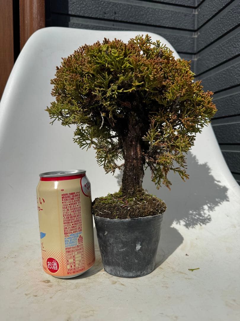 糸魚川真柏　素材　盆栽　幹太　直幹