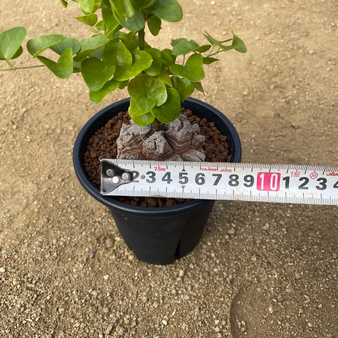 亀甲竜　4号鉢　良型　塊根植物