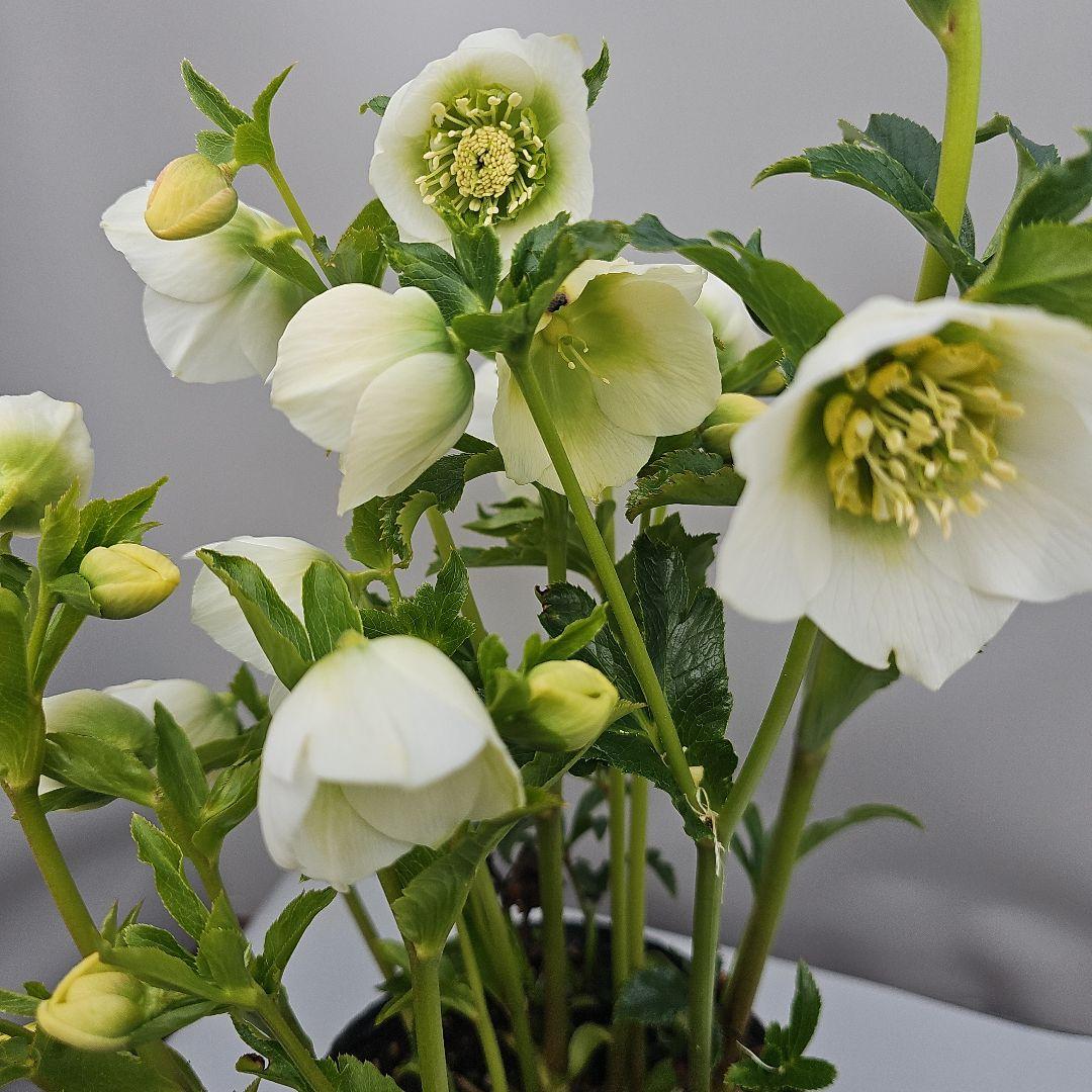 クリスマスローズ５号　ホワイトセミダブル