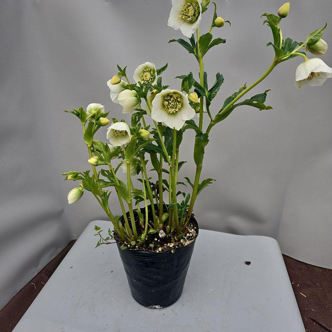 クリスマスローズ５号　ホワイトセミダブル