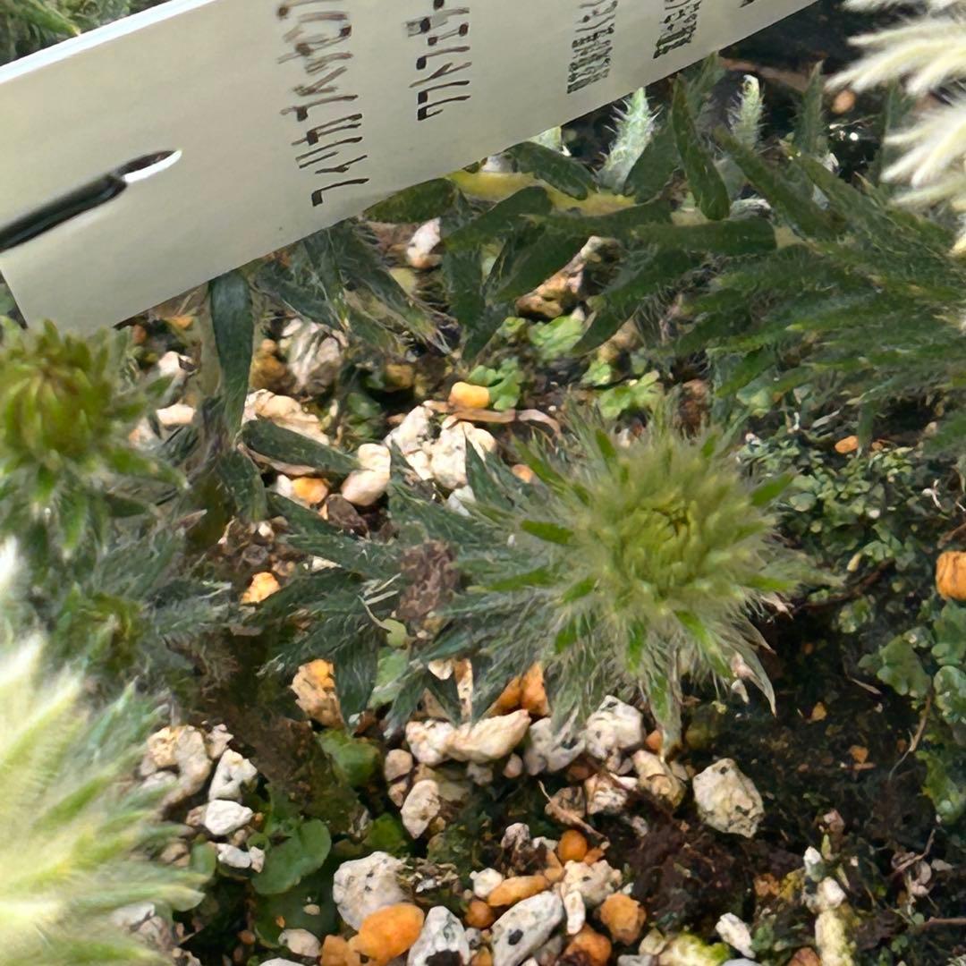 フィカスプベッセンスワストフェザー　5号鉢　101 現品発送