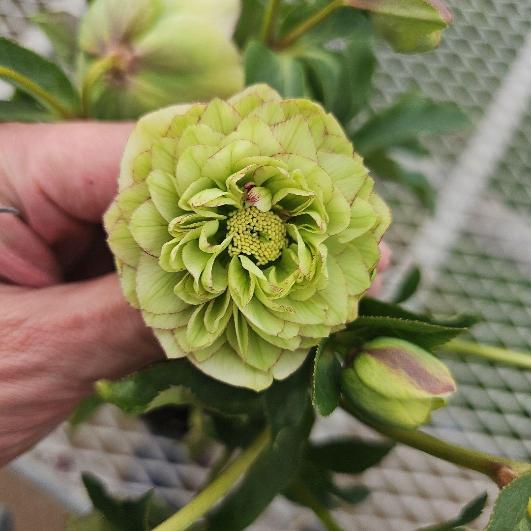 クリスマスローズ５号　グリーンピコティ