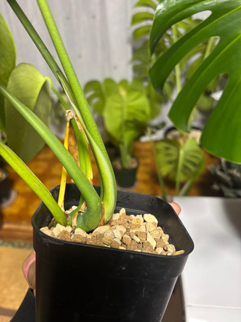 モンステラ スケルトンOC