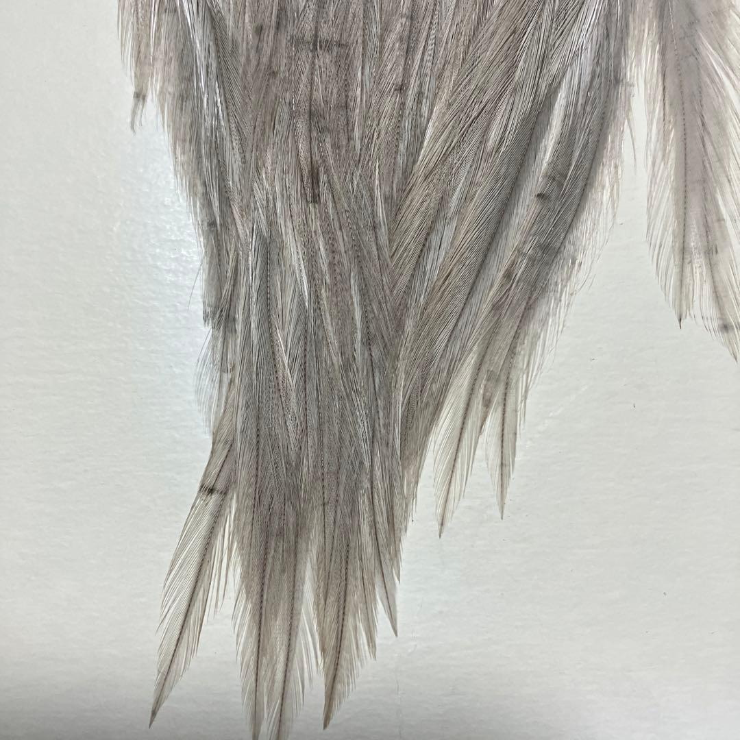 メッツハックル ＃2【ライト ブルー ダン】