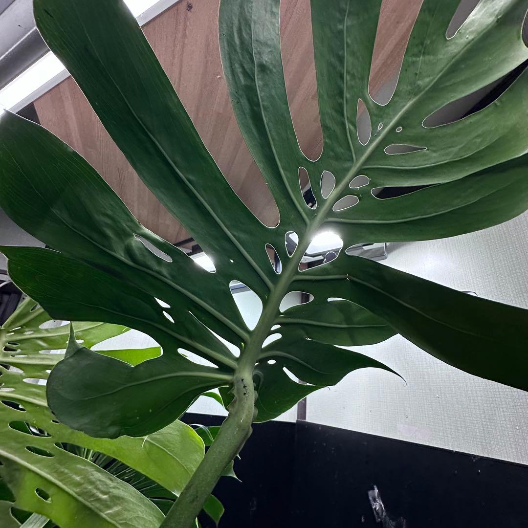 モンステラデリシオーサマクロコズム超希少系統鉢植え83㎝