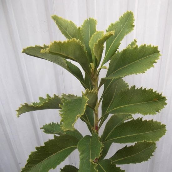 現物「テロペア・スペシオシッシマ」６号　Telopea　ワラタ