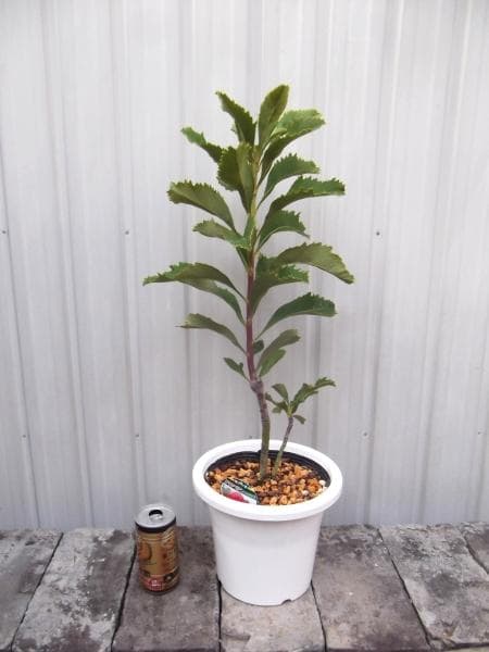 現物「テロペア・スペシオシッシマ」６号　Telopea　ワラタ