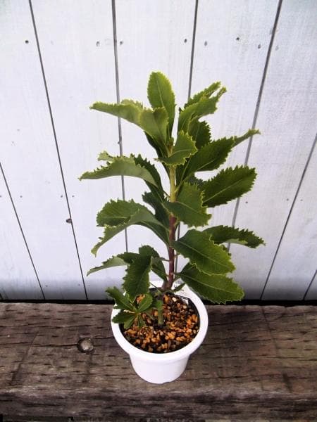 現物「テロペア・スペシオシッシマ」６号　Telopea　ワラタ