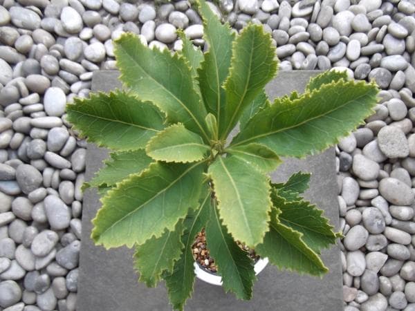 現物「テロペア・スペシオシッシマ」６号　Telopea　ワラタ