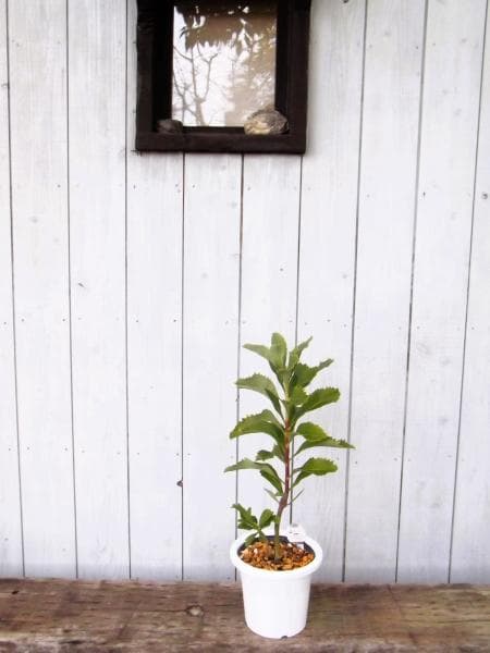 現物「テロペア・スペシオシッシマ」６号　Telopea　ワラタ