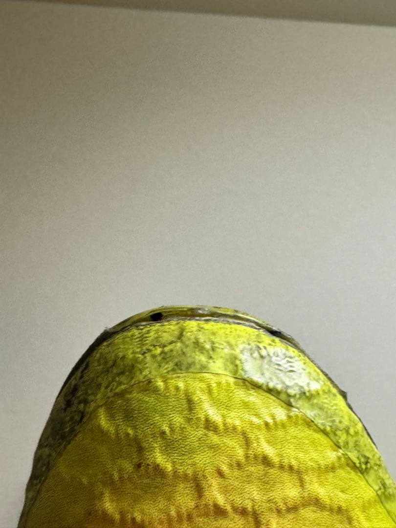 マジスタ オブラ 27cm