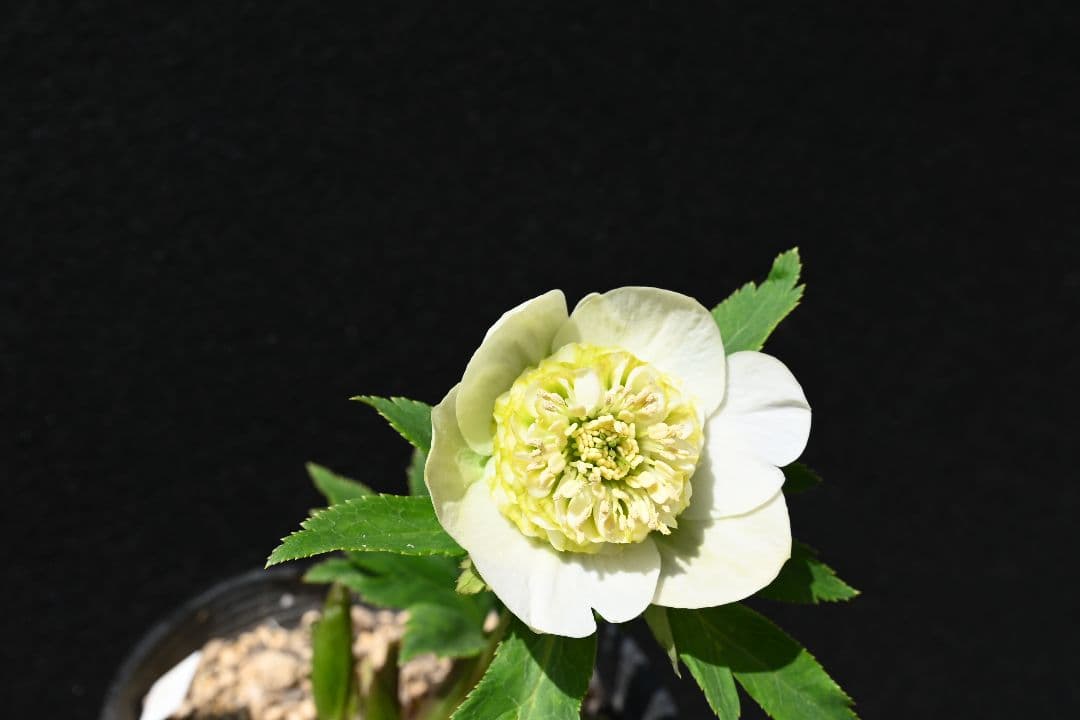 クリスマスローズ　認定！モーリー　加藤農園