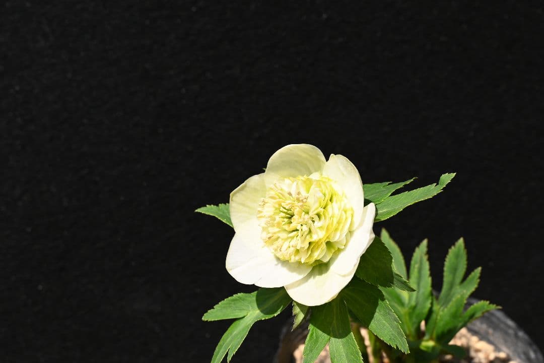 クリスマスローズ　認定！モーリー　加藤農園