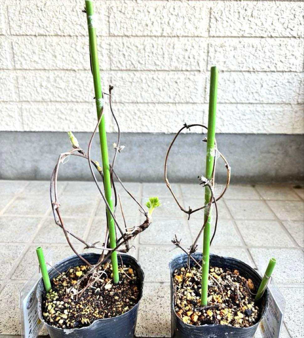 マクロペタラ　ウェッセルトン　苗　オベリスク　クレマチス苗　植物