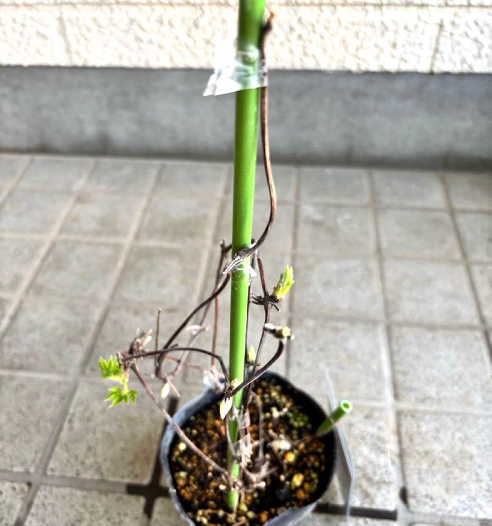 マクロペタラ　ウェッセルトン　苗　オベリスク　クレマチス苗　植物