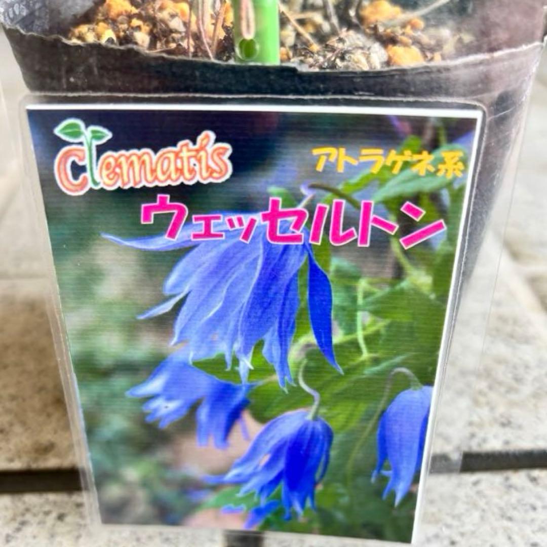 マクロペタラ　ウェッセルトン　苗　オベリスク　クレマチス苗　植物