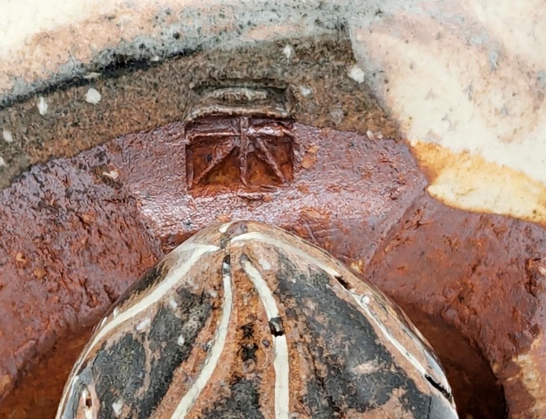 た*こ様 ★未使用美品 羊型香合【陶芸家 二木好文 作品】35年程前の個展で購入