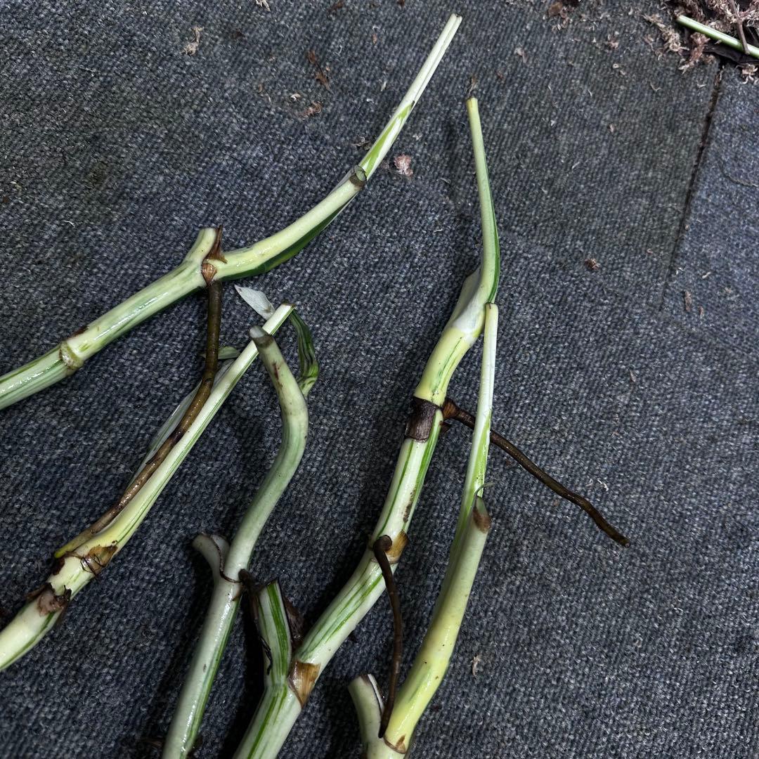 f*1様 斑入りモンステラホワイトタイガー茎5株おまとめ