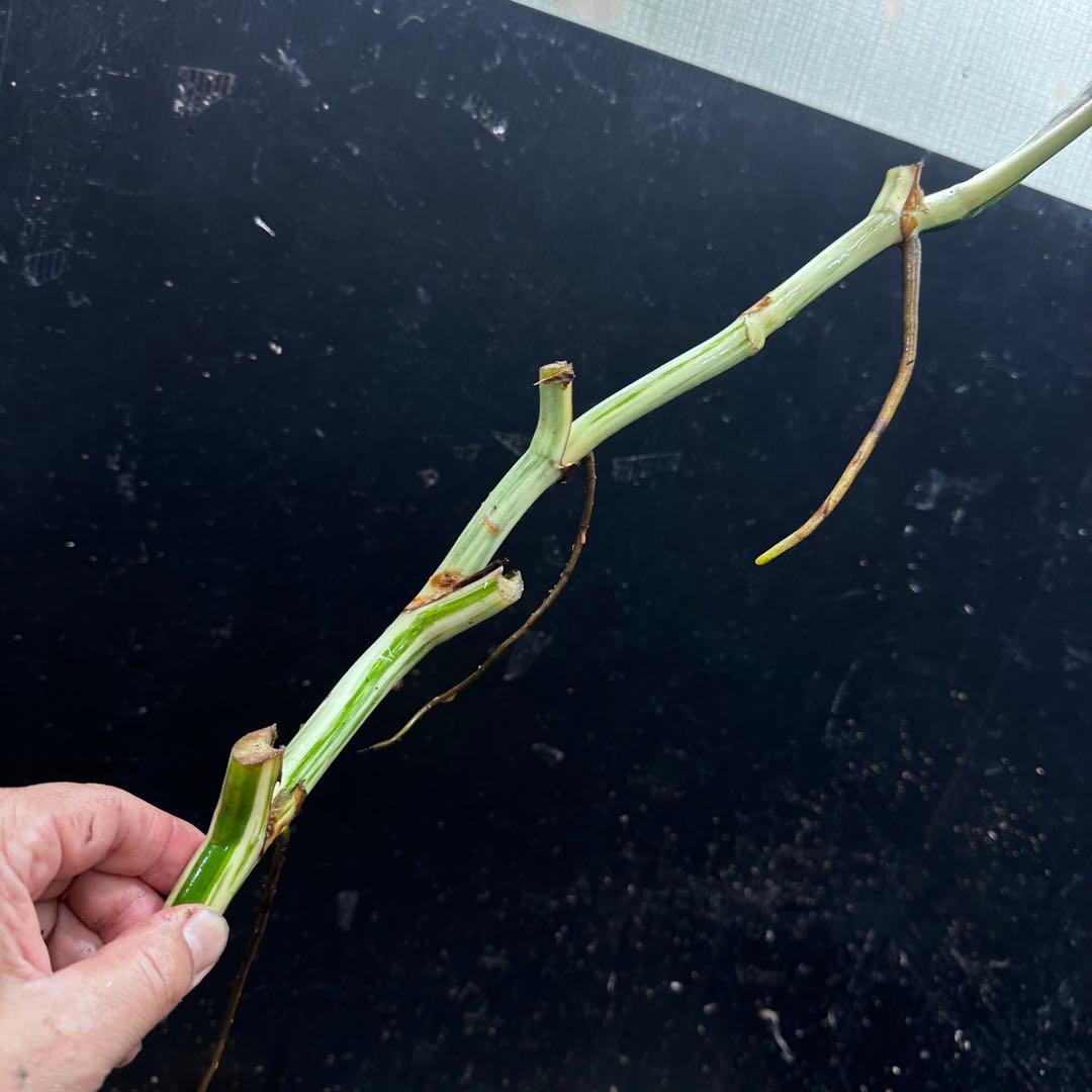 f*1様 斑入りモンステラホワイトタイガー茎5株おまとめ