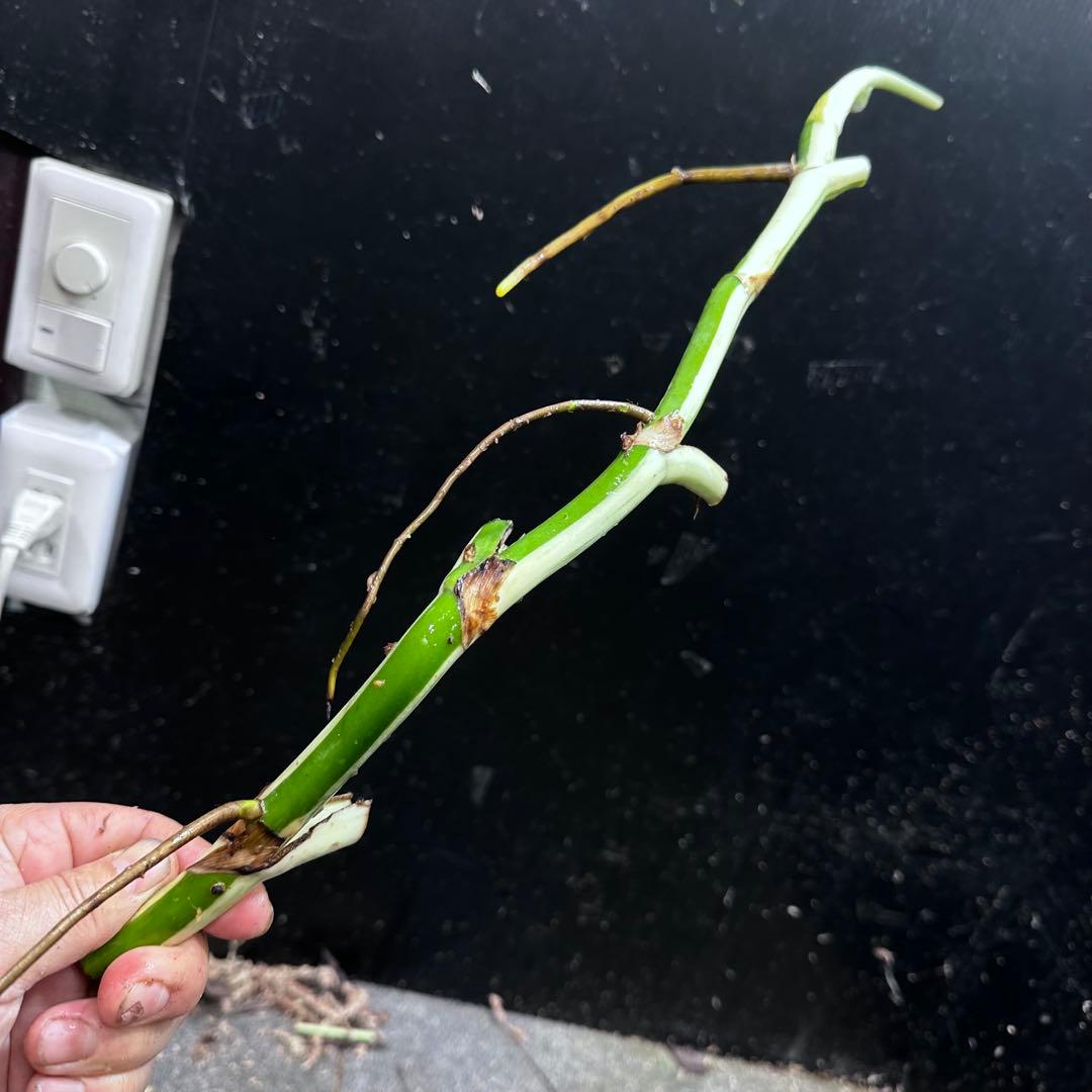 f*1様 斑入りモンステラホワイトタイガー茎5株おまとめ