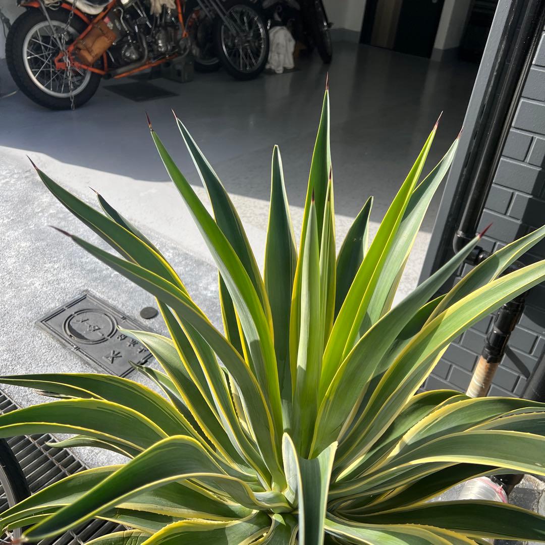 アガベ アメリカーノ