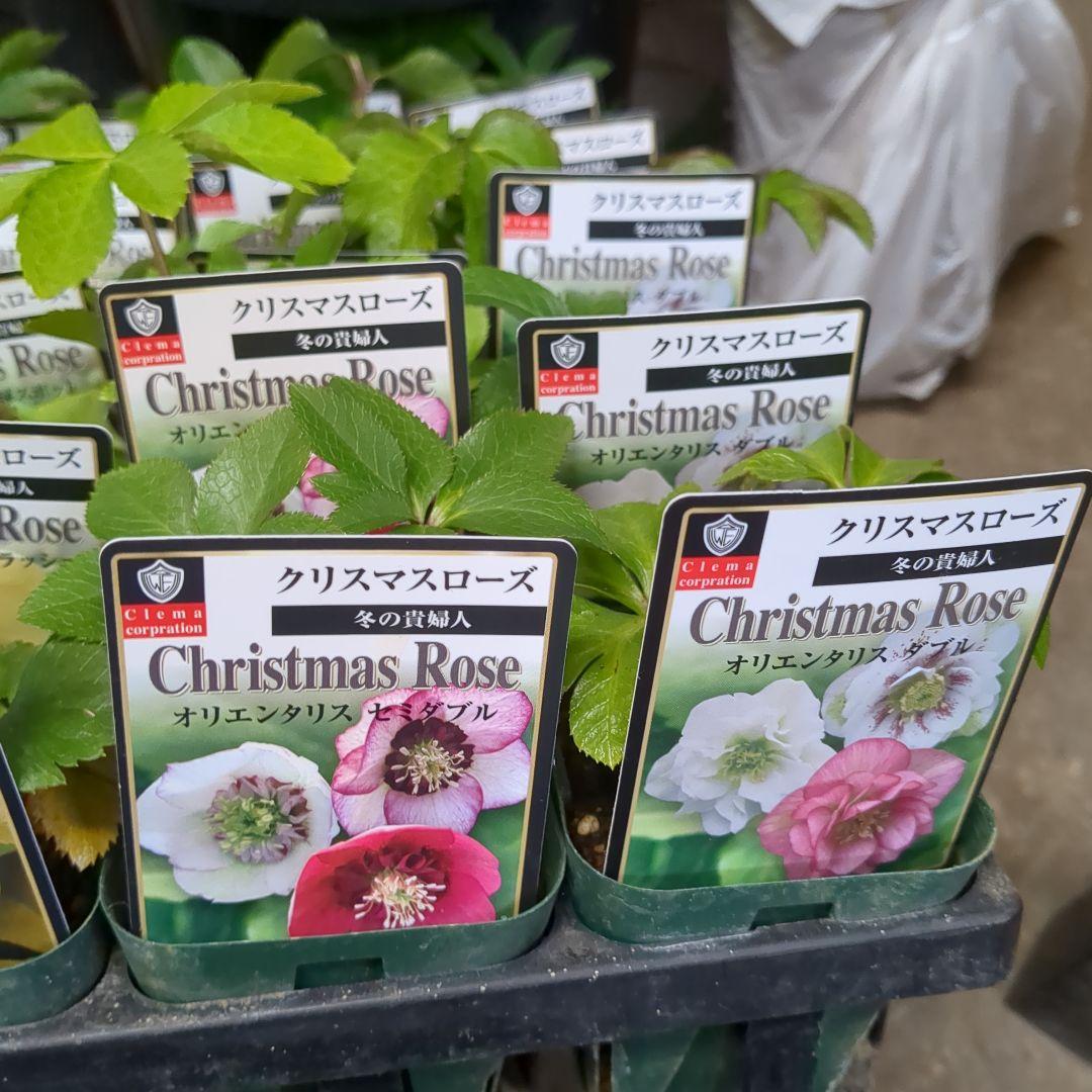 クリスマスローズ写真４０鉢最終値下げ