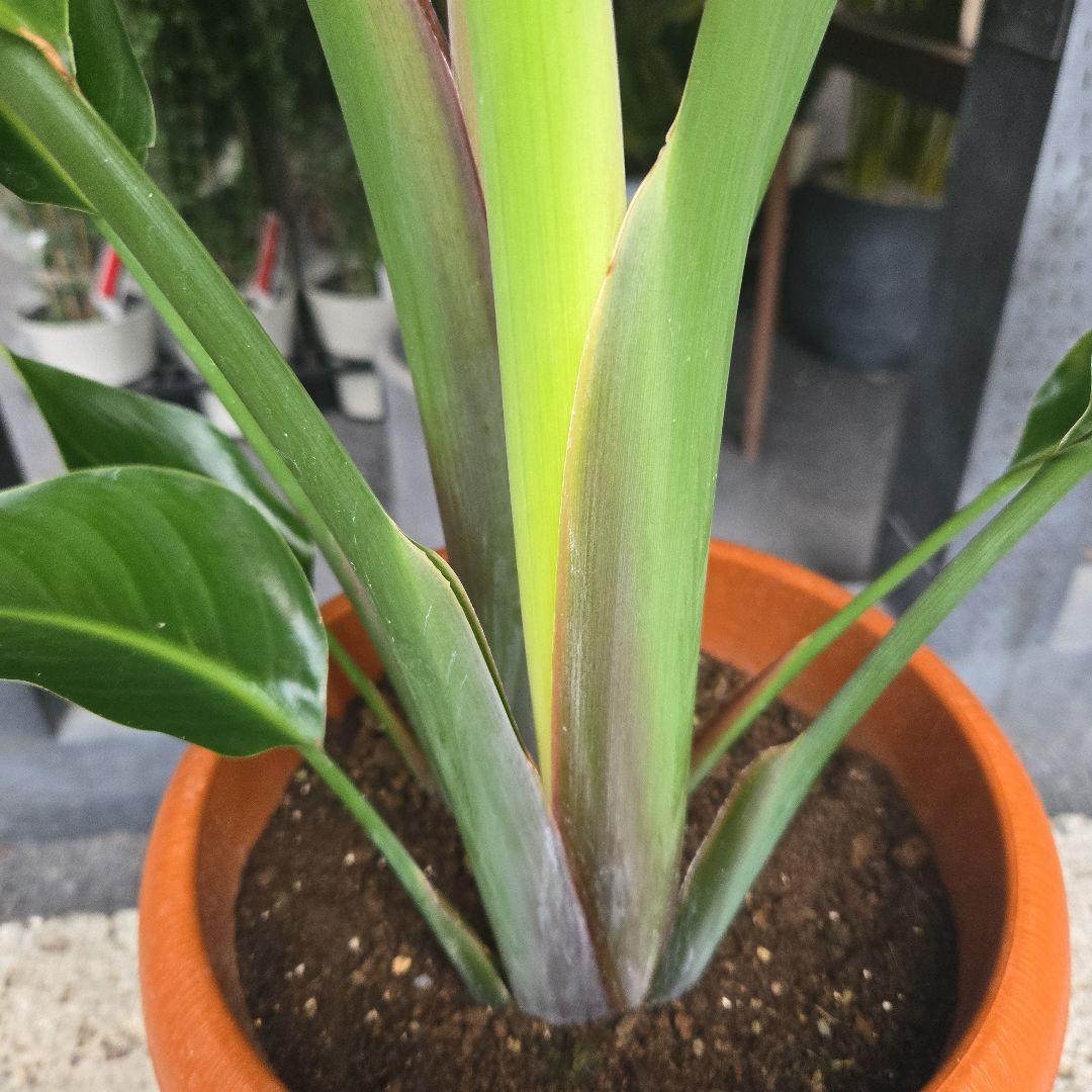 ②　ストレリチア　オーガスタ　8号特大苗木最高等級極上品‼️