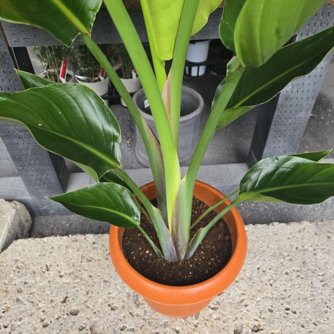 ②　ストレリチア　オーガスタ　8号特大苗木最高等級極上品‼️