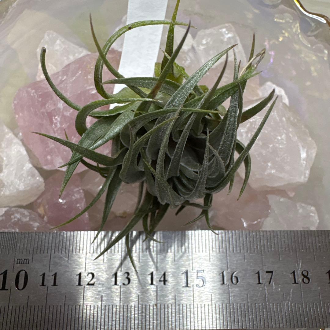 ブロメリア・エアープランツ Tillandsia kautskyi