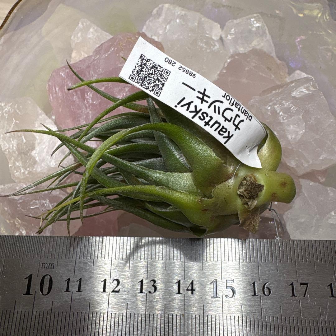 ブロメリア・エアープランツ Tillandsia kautskyi