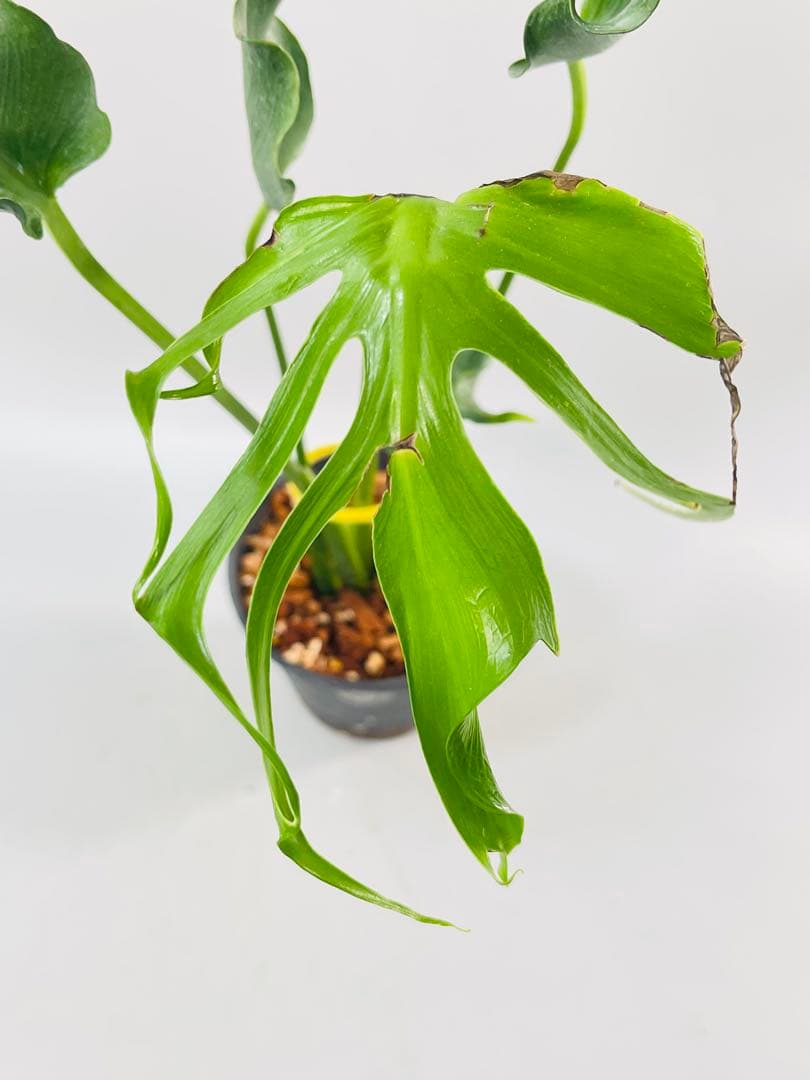 Monstera Unniiae モンステラ　デリシオーサ ウンニアエ　④