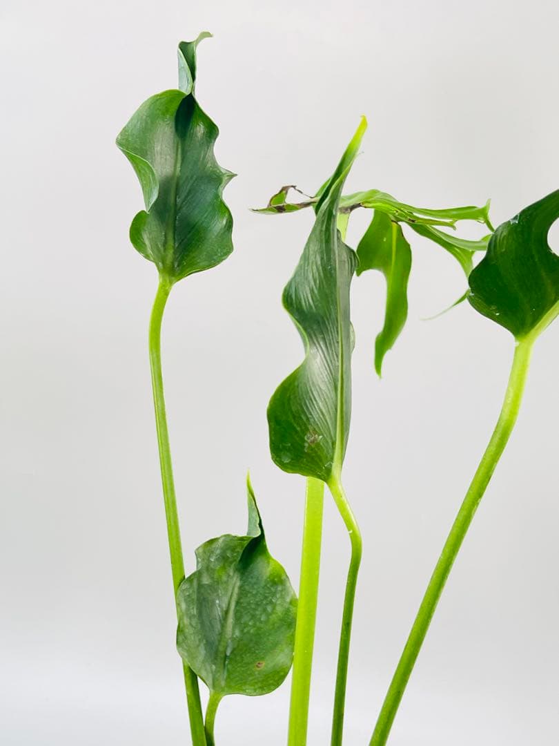 Monstera Unniiae モンステラ　デリシオーサ ウンニアエ　④