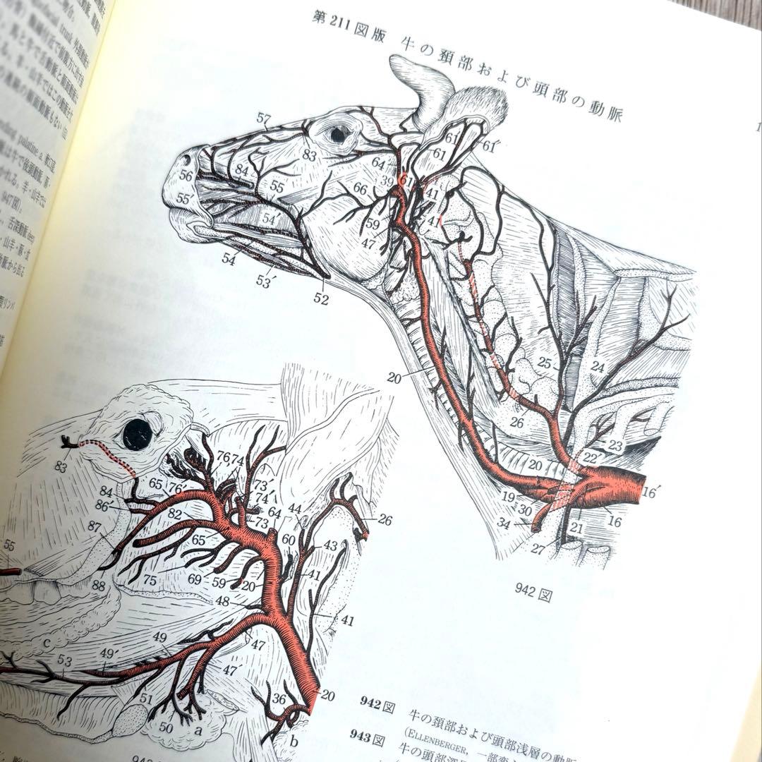 新編家畜比較解剖図説 上巻と下巻　２冊セット