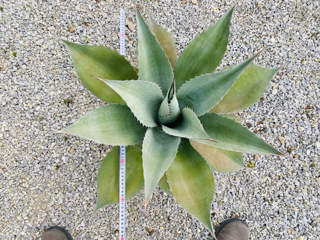 アガベ　オバティフォリア 特大株！