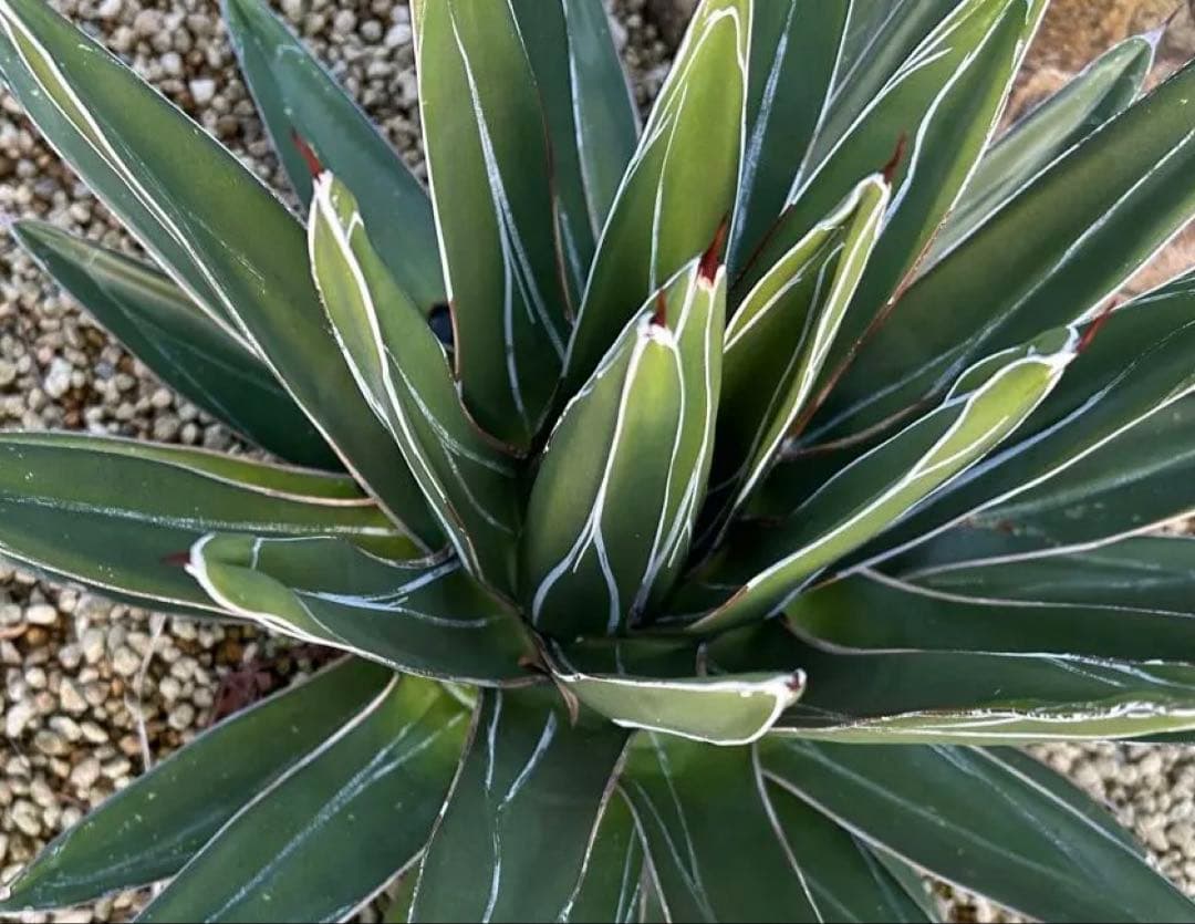 け*f様 大株　アガベ　笹吹雪　ニッケルシー　40cm