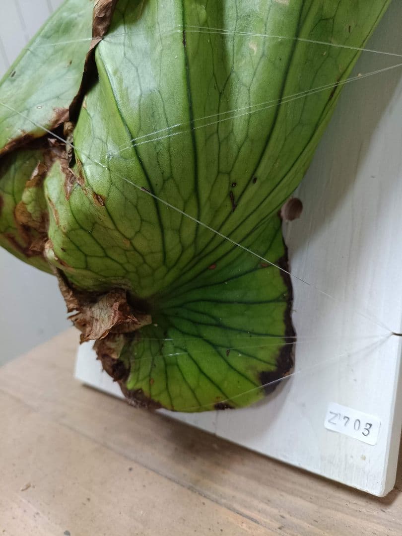 Z703【板付！LLサイズ】ビカクシダ グランデ ワイルド 現地球3/19輸入